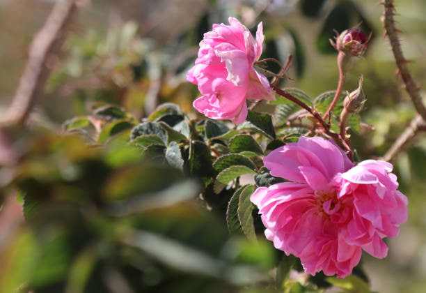 تصویر 2 از گل محمدی لطیف‌ ترین ترکیب در ساخت صابون‌های گیاهی